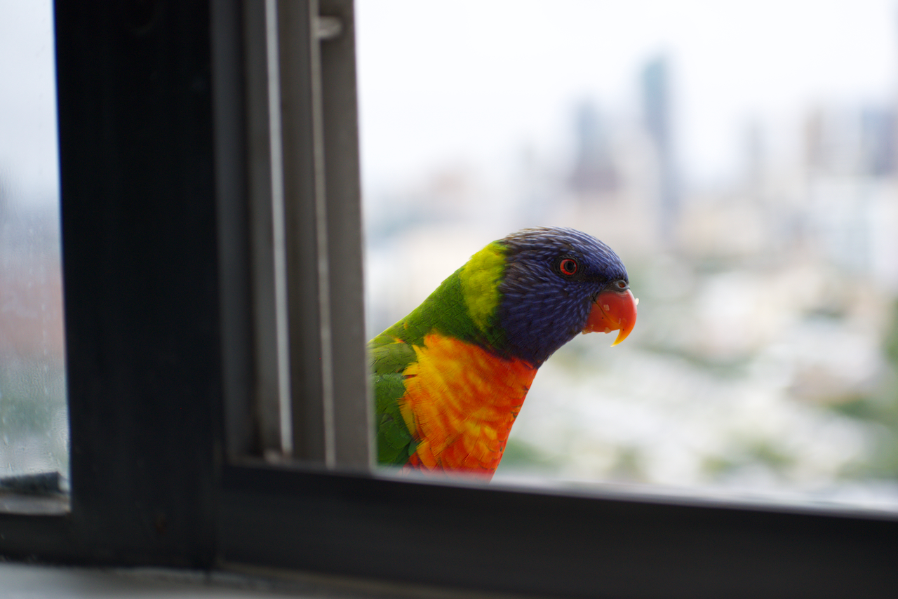 big bro at the window